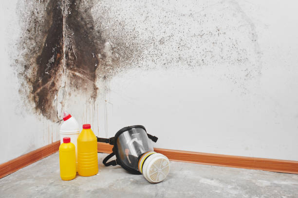Best Mold Testing  in Providence, KY