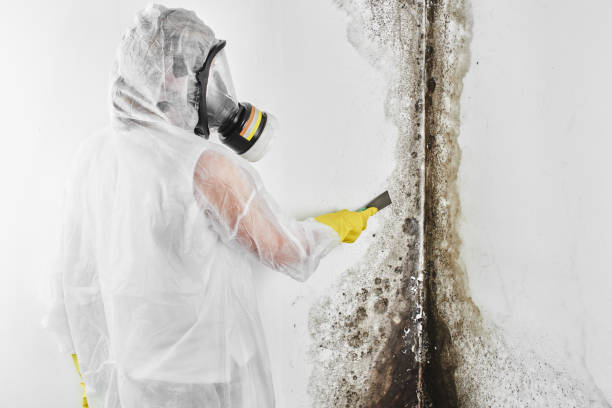 Certified Mold Removal in Providence, KY