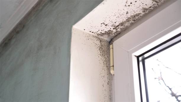 Best Office Mold Removal Services  in Providence, KY