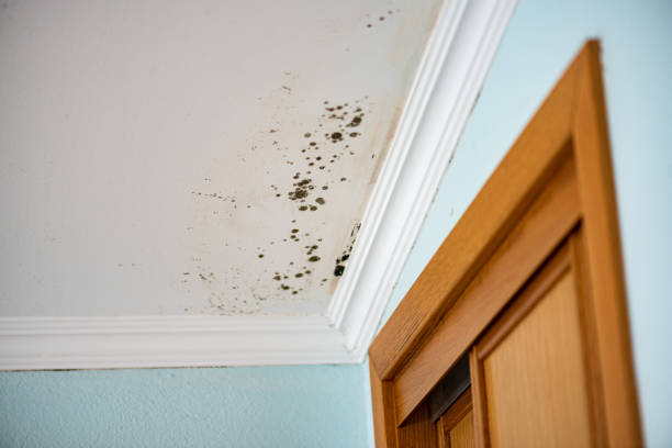 Attic Mold Removal in Providence, KY