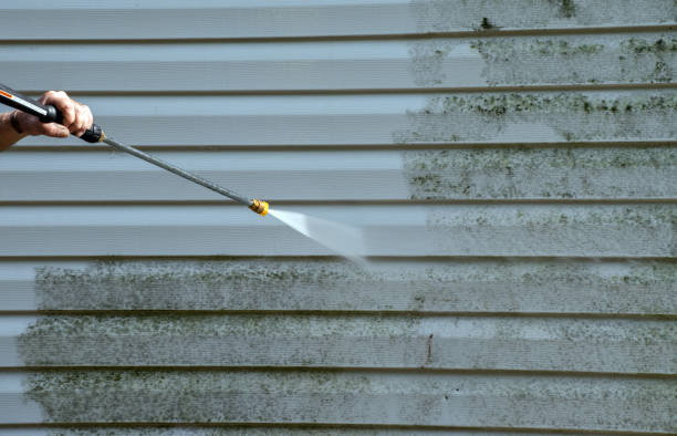 Best Local Mold Removal Service  in Providence, KY