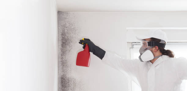 Best Mold Remediation  in Providence, KY