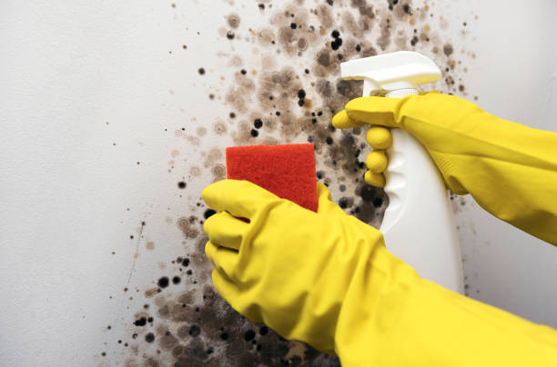 Providence, KY Mold Removal Company